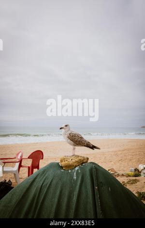 Möwe steht auf einem Felsen in einem Hafen. Stockfoto