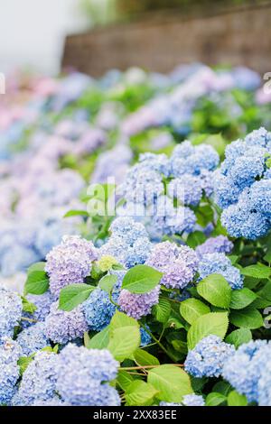 Blaue und violette Hortensien blühen im Hafen von Harwich, Cape Cod Stockfoto