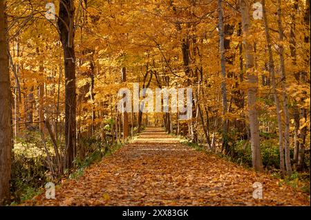 Herbstlicher Waldweg mit orangefarbener und gelber Herbstfarbe, mittlerer westen Stockfoto