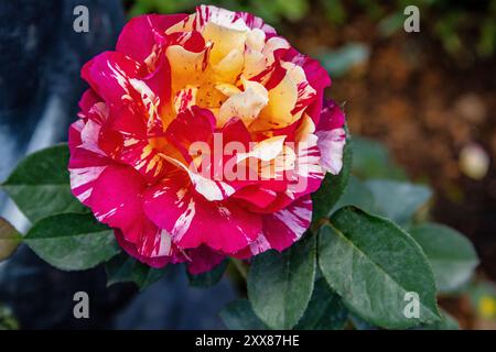 Seine großen Blüten explodieren überschwänglich in Rot, Rosa, Violett, Gelb und weiß mit Farbtupfern, die phantasievoll nebeneinander stehen. Ein mehrfarbiges ros Stockfoto