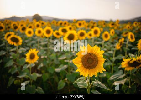Nahaufnahme von blühenden gelben Sonnenblumen im blühenden Sonnenblumenfeld während der Sommersaison bei Sonnenuntergang, vor der Erntezeit. Das Konzept der Sonnenblumenkultur Stockfoto