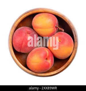 Frische Aprikosen in einer weißen Schüssel. Steinfrüchte von Prunus armeniaca, ähnlich einem kleinen Pfirsich. Gelbe Früchte, rot gefärbt auf der Seite, die der Sonne am meisten ausgesetzt ist. Stockfoto