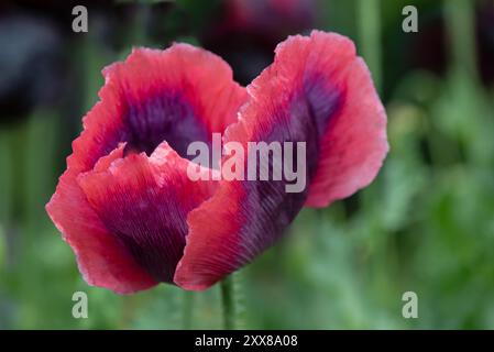 Im Sommer blühen rote Mohnblumen im Garten, irische Wildblumen Stockfoto
