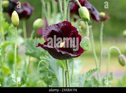 Im Sommer blühen rote Mohnblumen im Garten, irische Wildblumen Stockfoto