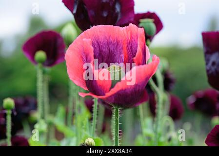 Im Sommer blühen rote Mohnblumen im Garten, irische Wildblumen Stockfoto