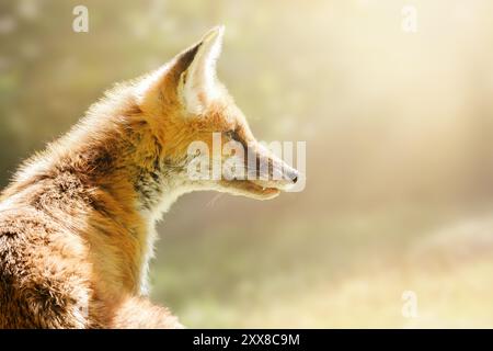 Romantisches, traumhaftes Porträt eines jungen Rotfuchses in der Sonne. Jungtier in freier Wildbahn. Leerzeichen kopieren, Text platzieren. Stockfoto