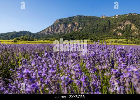 Frankreich, Drôme, Drôme provenzale, Châtillon-en-Diois, Blick vom Le chemin des Cabanons de vigne auf einem Lavendelgrundstück Stockfoto