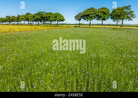 Frankreich, Somme, Baie de Somme, Noyelles-Dur-mer, blühendes Flachsfeld Stockfoto