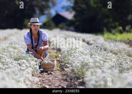 Schweiz, Kanton Wallis, Sächsisches Mädchen, das in traditioneller Kleidung Edelweiß mit Sichel auf einem Kulturfeld pflückt, Stockfoto