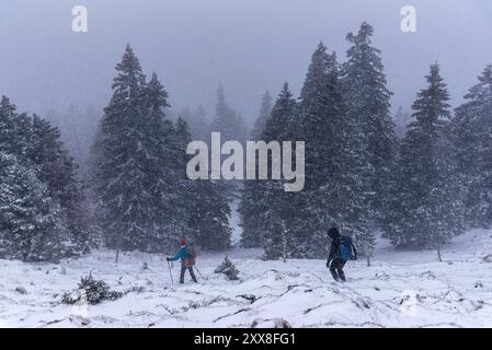 Frankreich, Ain, Jura Massif, regionaler Naturpark, Wanderung Crêt de la Goutte, Wanderer, die in Richtung der Varambon Schutzhütte absteigen Stockfoto