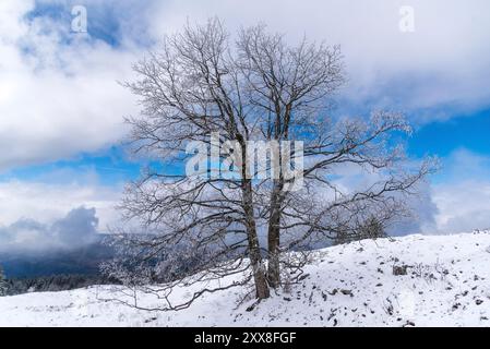 Frankreich, Ain, Jura Massif, regionaler Naturpark, Wanderung Crêt de la Goutte, isolierter Baum Stockfoto