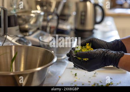 Frankreich, Savoie (74), Val d'Arly, Flumet, Cairn Herbalist Products Processing of Birdsfoot Trefoil (Lotus corniculatus L) Stockfoto