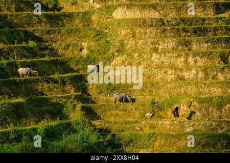 Vietnam, Ha Giang, Hoang Su Phi, Leute der erthnischen Gruppe La Chi, die auf Reisfeldern arbeiten Stockfoto