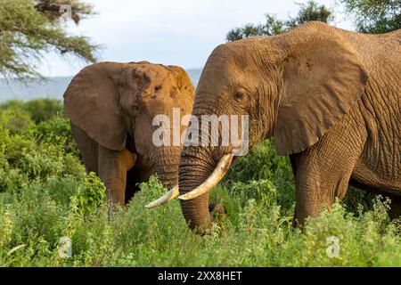 Kenia, Amboseli-Nationalpark, afrikanischer Elefant (Loxodonta africana), männliche Fresser Stockfoto