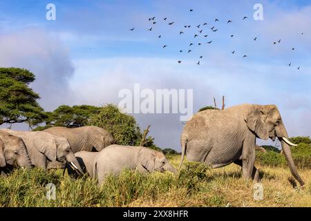 Kenia, Amboseli-Nationalpark, afrikanischer Elefant (Loxodonta africana), Familienzieher und wattelnder Starling (Creatophora cinerea) im Flug Stockfoto