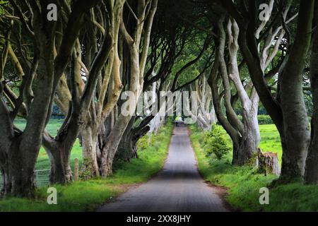 Dark Hedges Road in County Antrim, Nordirland. Sommerblick auf die berühmte von Buchen gesäumte Straße. Stockfoto