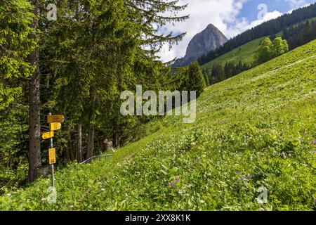 Schweiz, Kanton Waadt, Montreux, Wandern Sie in Richtung der Rochers de Naye auf den Höhen von Montreux Stockfoto