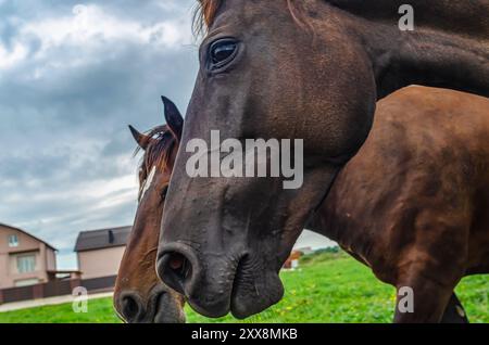 Kopf eines braunen Pferdes im Profil, Nahaufnahme. Großes glänzendes dunkles Auge. Fliegt dem Pferd ins Gesicht. Pferdezucht Stockfoto