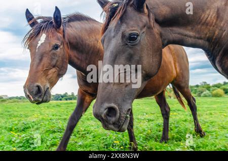 Kopf eines braunen Pferdes im Profil, Nahaufnahme. Pferde auf Blumenwiese. Fliegt dem Pferd ins Gesicht Stockfoto