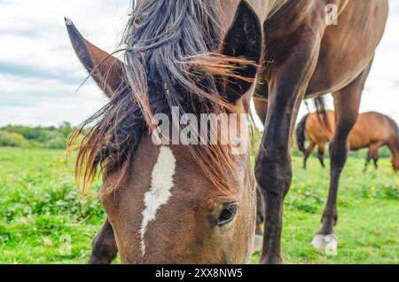 Нead von braunem Pferd, das in Nahaufnahme weidet. Mähne, Ohren und weißer Fleck auf der Stirn. Unscharfer Hintergrund Stockfoto