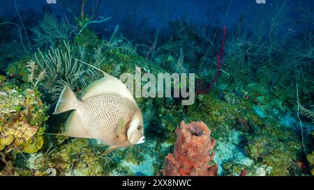 Honduras, Utila, Grauer Angelfisch (Pomacanthus arcuatus) Stockfoto