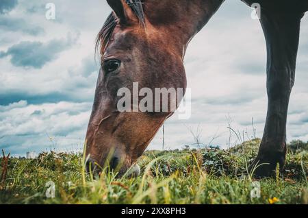 Kopf eines braunen Pferdes im Profil, Nahaufnahme. Großes glänzendes dunkles Auge. Fliegt dem Pferd ins Gesicht. Pferdezucht Stockfoto