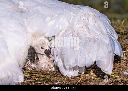 Frankreich, Somme, Baie de Somme, Le Crotoy, Marais du Crotoy, stummer Schwan (Cygnus olor, stummer Schwan), dessen Eier sich im Schlüpfen befinden. Die Zygneten sind immer noch sehr nass und haben Schwierigkeiten, ihre Köpfe zu halten. Stockfoto