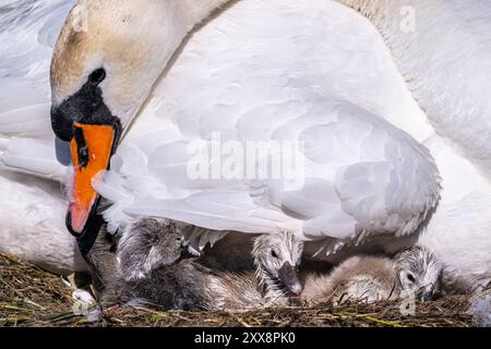 Frankreich, Somme, Baie de Somme, Le Crotoy, Marais du Crotoy, stummer Schwan (Cygnus olor, stummer Schwan), dessen Eier sich im Schlüpfen befinden. Die Zygneten sind immer noch sehr nass und haben Schwierigkeiten, ihre Köpfe zu halten. Stockfoto