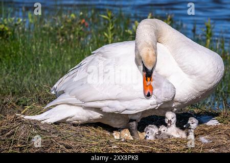 Frankreich, Somme, Baie de Somme, Le Crotoy, Marais du Crotoy, stummer Schwan (Cygnus olor, stummer Schwan), dessen Eier sich im Schlüpfen befinden. Die Zygneten sind immer noch sehr nass und haben Schwierigkeiten, ihre Köpfe zu halten. Stockfoto