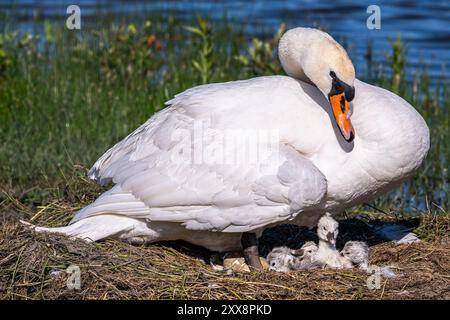 Frankreich, Somme, Baie de Somme, Le Crotoy, Marais du Crotoy, stummer Schwan (Cygnus olor, stummer Schwan), dessen Eier sich im Schlüpfen befinden. Die Zygneten sind immer noch sehr nass und haben Schwierigkeiten, ihre Köpfe zu halten. Stockfoto