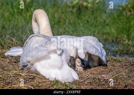 Frankreich, Somme, Baie de Somme, Le Crotoy, Marais du Crotoy, stummer Schwan (Cygnus olor, stummer Schwan), dessen Eier sich im Schlüpfen befinden. Die Zygneten sind immer noch sehr nass und haben Schwierigkeiten, ihre Köpfe zu halten. Stockfoto