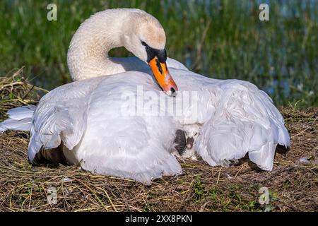 Frankreich, Somme, Baie de Somme, Le Crotoy, Marais du Crotoy, stummer Schwan (Cygnus olor, stummer Schwan), dessen Eier sich im Schlüpfen befinden. Die Zygneten sind immer noch sehr nass und haben Schwierigkeiten, ihre Köpfe zu halten. Stockfoto