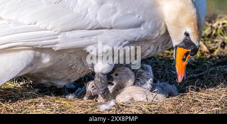 Frankreich, Somme, Baie de Somme, Le Crotoy, Marais du Crotoy, stummer Schwan (Cygnus olor, stummer Schwan), dessen Eier sich im Schlüpfen befinden. Die Zygneten sind immer noch sehr nass und haben Schwierigkeiten, ihre Köpfe zu halten. Stockfoto