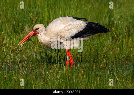 Frankreich, Somme, Baie de Somme, Le Crotoy, Marais du Crotoy, Weißstorch (Ciconia ciconia - Weißstorch) jagt Frösche auf der feuchten Wiese Stockfoto