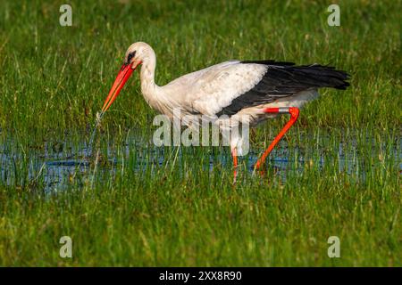 Frankreich, Somme, Baie de Somme, Le Crotoy, Marais du Crotoy, Weißstorch (Ciconia ciconia - Weißstorch) jagt Frösche auf der feuchten Wiese Stockfoto