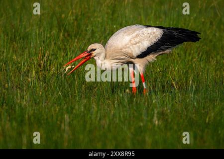 Frankreich, Somme, Baie de Somme, Le Crotoy, Marais du Crotoy, Weißstorch (Ciconia ciconia - Weißstorch) jagt Frösche auf der feuchten Wiese Stockfoto