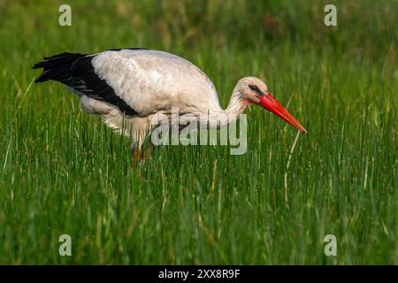 Frankreich, Somme, Baie de Somme, Le Crotoy, Marais du Crotoy, Weißstorch (Ciconia ciconia - Weißstorch) jagt Frösche auf der feuchten Wiese Stockfoto