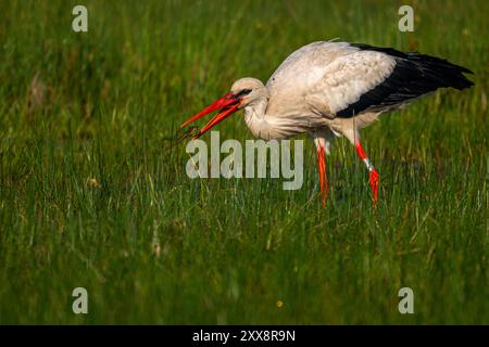 Frankreich, Somme, Baie de Somme, Le Crotoy, Marais du Crotoy, Weißstorch (Ciconia ciconia - Weißstorch) jagt Frösche auf der feuchten Wiese Stockfoto