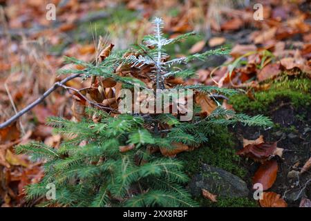 Tierabwehrmittel zum Schutz junger Bäume gegen Pflanzenfresser. Weiße Chemikalienfarbe auf Fichtensetzlingen im Wald in Polen. Stockfoto