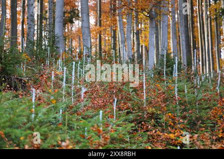 Pflanzenschutzmittel zum Schutz junger Bäume gegen Tiere. Weiße Chemikalienfarbe auf Fichtensetzlingen im Wald in Polen. Stockfoto