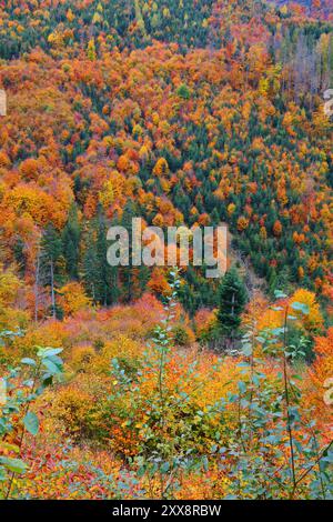 Polen Landschaft im Herbst. Die Beskiden Berge. Zywiec Beskids (Beskid Zywiecki) in der Nähe von Wielka Racza und Zwardon. Stockfoto