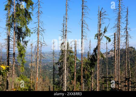 Tatra-Berge in Polen. Die Wirkung des Holzbohrkäfers. Fichtenwald mit europäischem Fichtenrindenkäfer (IPS typographus). Stockfoto