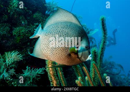 Honduras, Utila, Grauer Angelfisch (Pomacanthus arcuatus) Stockfoto