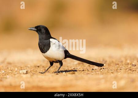 Spanien, Castilla, Penalajo, Europäische Magpie (Pica pica) am Boden Stockfoto