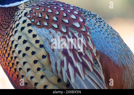 Spanien, Castilla, Penalajo, Gemeiner Fasan (Phasianus colchicus) am Boden Stockfoto