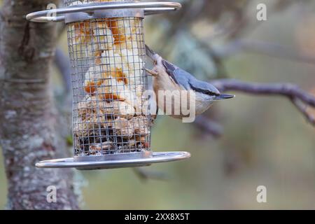 Spanien, Andalusien, Sierra Morena, Sierra de Andújar, Naturpark Sierra de Andújar, Eurasische Nuthatch oder Holznuthatch (Sitta europaea) am Feeder Stockfoto