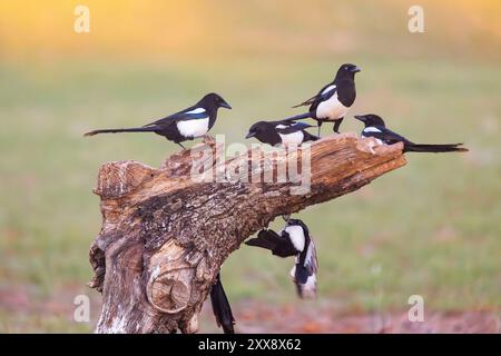 Spanien, Castilla, Penalajo, Europäische Magpie (Pica pica) am Boden Stockfoto