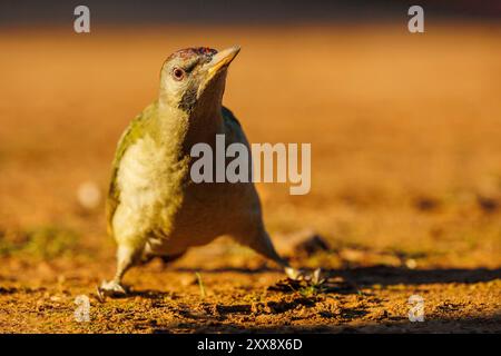 Spanien, Andalusien, Sierra Morena, Sierra de Andújar, Naturpark Sierra de Andújar, iberischer grüner Spechte (Picus sharpei), auf einem Felsen Stockfoto