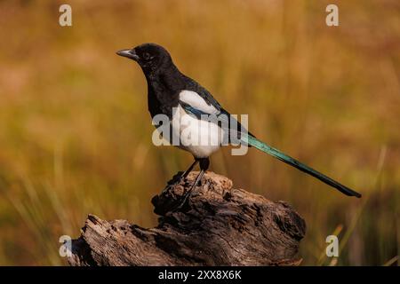 Spanien, Castilla, Penalajo, Europäische Magpie (Pica pica), auf einem Stumpf Stockfoto