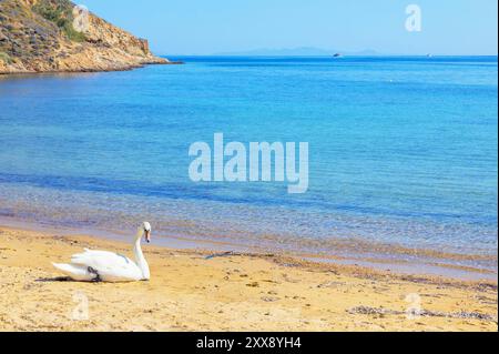 Griechenland, Kykladen, Serifos, Stummschwan am Strand Livadi / Cygne tuberculé se reposant sur la plage de Livadi, île de Serifos, îles Kykladen, Grèce Stockfoto